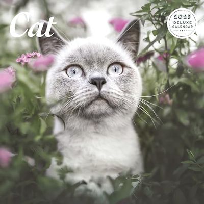 Calendrier 2025 Deluxe Cat