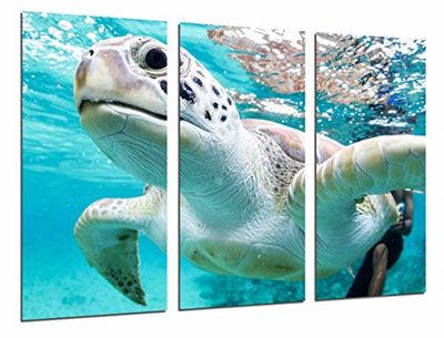 Quadro fotográfico animal selvagem oceano, tartaruga marinha a nadar, água tamanho total: 97 x 62 cm XXL