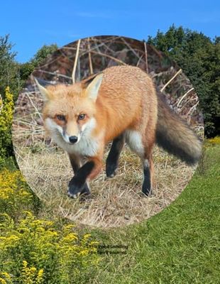 Little Pond Landing: Fox Spirit Journal