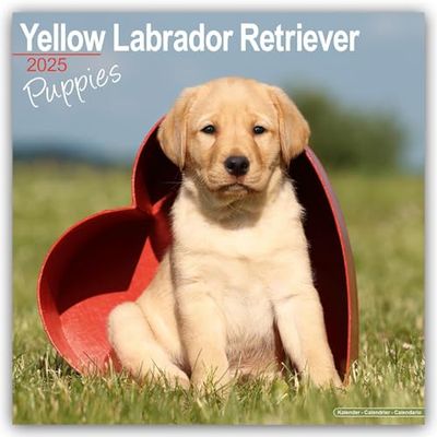 Yellow Labrador Puppies 2025 Square Wall Calendar | Dog Breed, Puppy Calendar