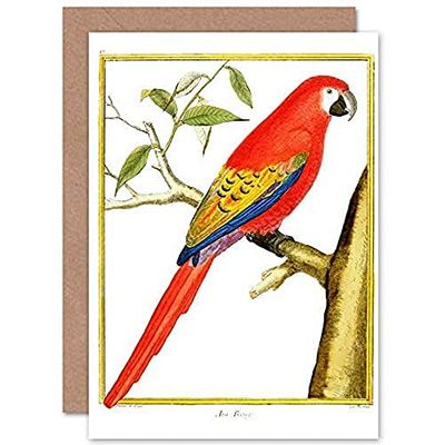 Fine Art Prints Bird Red Parrot Greeting Card With Envelope Inside Premium Quality