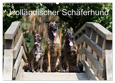 Holländischer Schäferhund (Wandkalender 2025 DIN A2 quer), CALVENDO Monatskalender: Wunderschöne Fotos der beeindruckenden Holländischen Schäferhunde