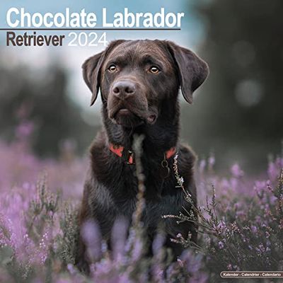 Chocolate Labrador Retriever Calendar 2024 Square Dog Breed Wall Calendar - 16 Month