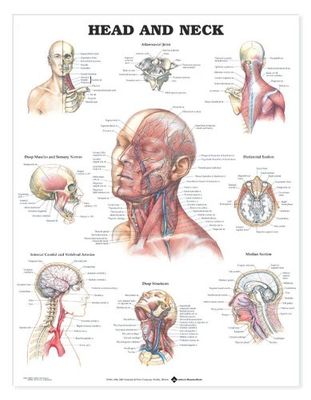 Head and Neck