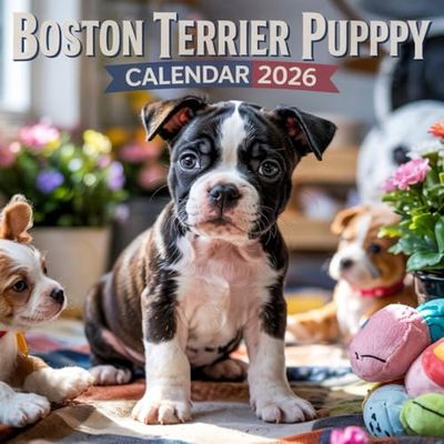 Boston Terrier Puppy Calendar 2026: 12 months of dogs: from January to December 2026 | The ideal gift for both planning, organization and dogs