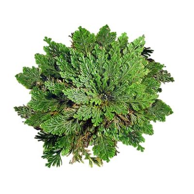 Bulbo Rosa Jericó La Planta Milagrosa para Atraer el Dinero