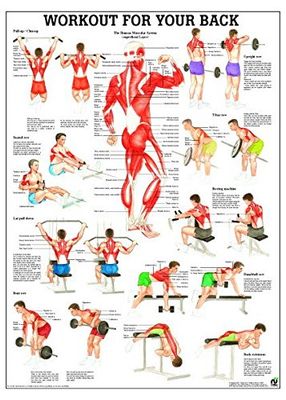 Ruediger Anatomy PO79e Workout For Your Back Board 50 x 70 cm