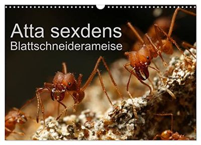 Atta sexdens - Blattschneiderameise (Wandkalender 2026 DIN A3 quer), CALVENDO Monatskalender: Atta sexdens, eine Blattschneiderameise aus Südamerika.