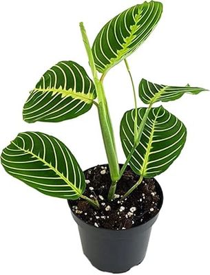 Planta de la Oración de Aspecto Llamativo Maranta Lemon Lime
