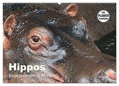 Hippos - Begegnungen in Afrika (Wandkalender 2026 DIN A2 quer), CALVENDO Monatskalender: Wundervolle Bilder aus der Welt der Flusspferde