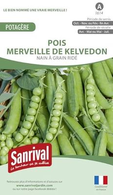 Sanrival Pois Merveille de Kelvedon