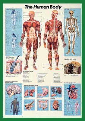 empireposter - Educational - Onderwijs - Menselijk Body Body Body - Grootte (cm), ca. 68x98 - Poster, NIEUW - Versie in het Engels - Beschrijving: - Onderwijs, Leerposter - Engelse versie