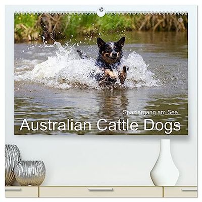 Spaziergang am See Australian Cattle Dogs (hochwertiger Premium Wandkalender 2025 DIN A2 quer), Kunstdruck in Hochglanz: Badespaß am See mit sportlichen Australian Cattle Dogs