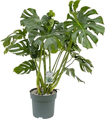DECOALIVE Monstera Deliciosa Planta de Interior ⌀15 cm - 50cm