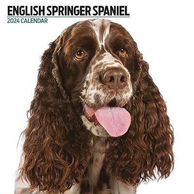 Calendario 2024 moderno Springer Spaniel Inglés