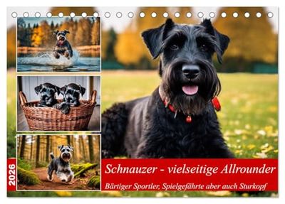 Schnauzer - vielseitige Allrounder (Tischkalender 2026 DIN A5 quer), CALVENDO Monatskalender: Bärtiger Sportler, Spielgefährte aber auch Sturkopf