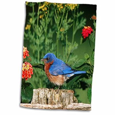 3dRose East Bluebird - Toalla de Madera con diseño de pájaros sobre Cerca del jardín, Lantana y Rue Toalla, Multicolor, 38 x 55 cm