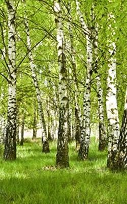 Poster vertical XL déco FORET DE BOULEAU 150 x 240 cm | Trompe l'œil Déco murale Qualité HD Scenolia