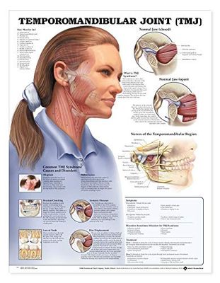Tabla anatómica de la articulación temporomandibular (TMJ)