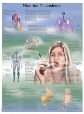 3B Scientific Menselijke anatomie - Nicotine afhankelijkheidstabel, Gelamineerde versie