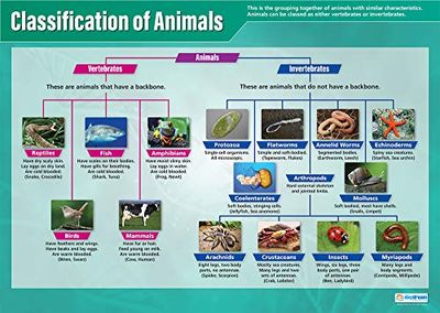 Daydream Education Classification of Animals | Science Posters | Laminated Gloss Paper measuring 850mm x 594mm (A1) | Science Charts for the Classroom | Education Charts
