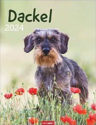 Dackel Kalender 2024