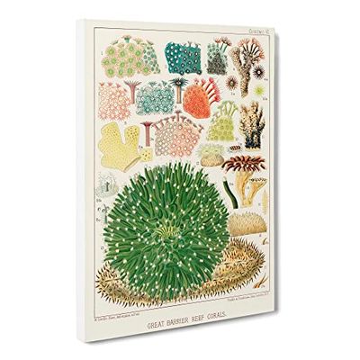Great Barrier Reef Corals By W. Saville Kent Vintage Canvas Wall Art Print Ready to Hang, Framed Picture for Living Room Bedroom Home Office Décor, 24x16 Inch (60x40 cm)