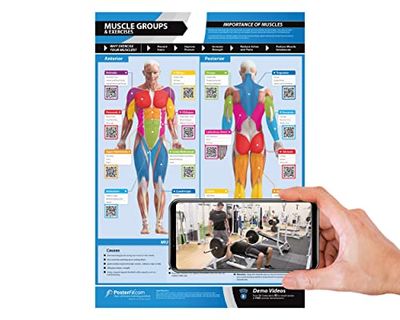 Muscle Groups & Exercises | Anterior & Posterior Muscles & Exercises | Laminated Home & Gym Poster | FREE Online Video Training Support | Size - 594mm x 420mm (A2) | Improves Personal Fitness