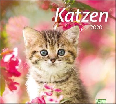 times&more Katzen Bildkalender. Wandkalender 2020. Monatskalendarium. Spiralbindung. Format 30 x 27 cm