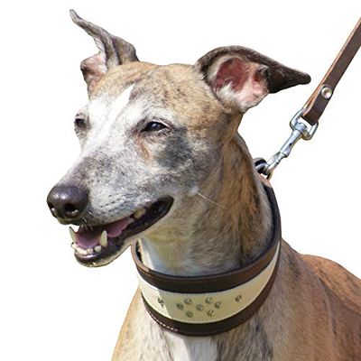 Dingo miękka skórzana obroża dla ras psów Whippet i Gun zaprojektowana ręcznie 12403