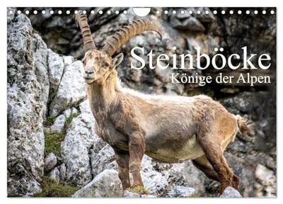 Steinböcke - Majestätische Tiere der Alpen (Wandkalender 2026 DIN A4 quer), CALVENDO Monatskalender: Steinböcke in ihrem natürlich Umfeld