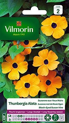 Vilmorin 5809542 Pianta rampicante, Giallo, 90 x 2 x 160 cm