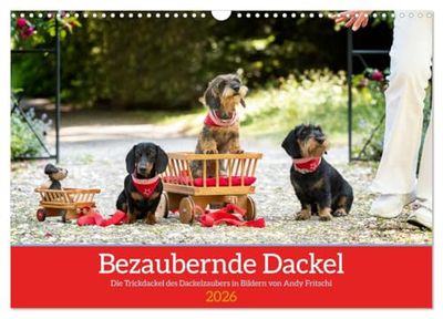 Charming Dachshund (Wall Calendar 2026 DIN A3 Landscape), CALVENDO Monthly Calendar