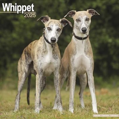 Whippet 2025 Square Wall Calendar | Dog Breed Calendar