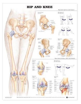 Hip And Knee: Anatomical Chart