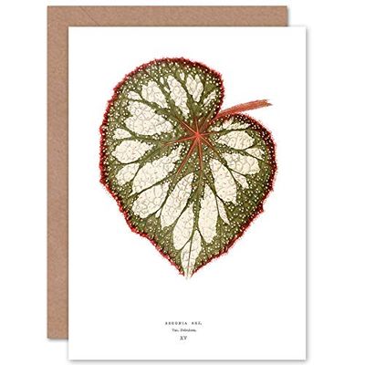 Wee Blue Coo Leaf Begonia Rex Nebulosa Greeting Card With Envelope Inside Premium Quality