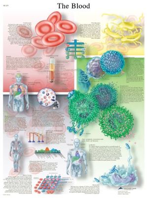 3B Scientific VR1379L Human Anatomy - The Blood Chart - Version plastifiée