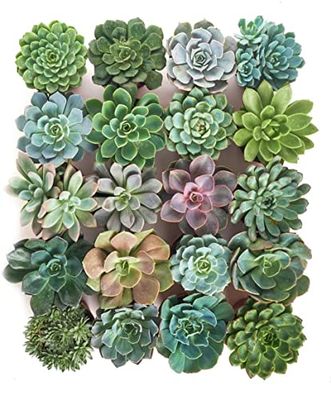 Pack 10 Maravillosas Crasas Plantas Naturales en Caja Perfectas para Hogar y Oficina