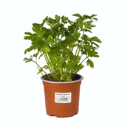 Perejil Comestible DECOALIVE Planta Aromática de Uso Culinario