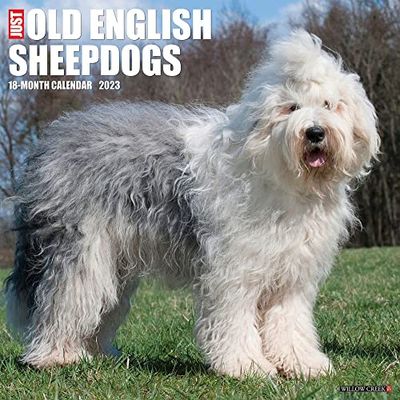Just Old English Sheepdogs 2023 Wall Calendar