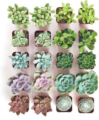 Set de 10 Crasas y Suculentas – Plantas de Bajo Mantenimiento