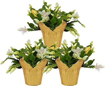DECOALIVE Cactus Navidad Pack de 3 Plantas Naturales (8436601575906)