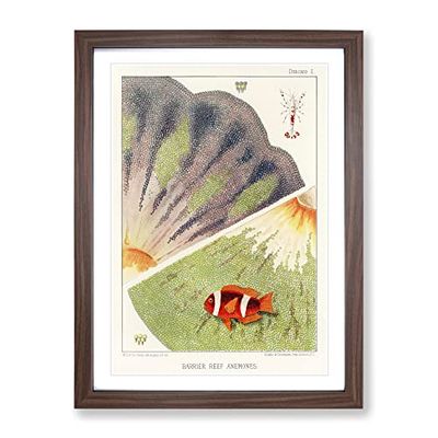Great Barrier Reef Anemones Ii By W. Saville Kent Vintage Framed Wall Art Print, Ready to Hang Picture for Living Room Bedroom Home Office Décor, Walnut A4 (34 x 25 cm)