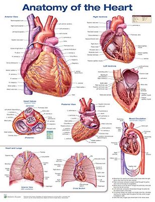 Anatomie van het hart 3e editie