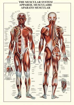 Empire 602749 Pedagogisk affisch The Muscular System 68 x 98 cm