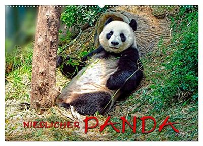Niedlicher Panda (Wandkalender 2025 DIN A2 quer), CALVENDO Monatskalender: Eindrucksvolle Bilder eines wunderschönen Tieres.