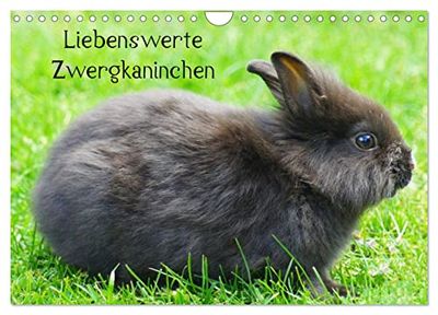 Liebenswerte Zwergkaninchen (Wandkalender 2025 DIN A4 quer), CALVENDO Monatskalender: Beliebte Heimtiere