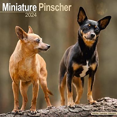 Miniature Pinscher Calendar 2024 Square Dog Breed Wall Calendar - 16 Month