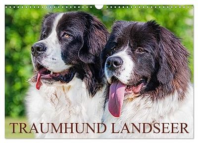 Traumhund Landseer (Wandkalender 2026 DIN A3 quer), CALVENDO Monatskalender: Landseer - diese faszinierenden Hunde präsentiert die Tierfotografin Sigrid Starick in 13 bezaubernden Bildern.