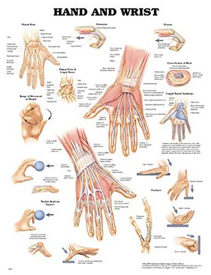 Hand and Wrist Anatomical Chart